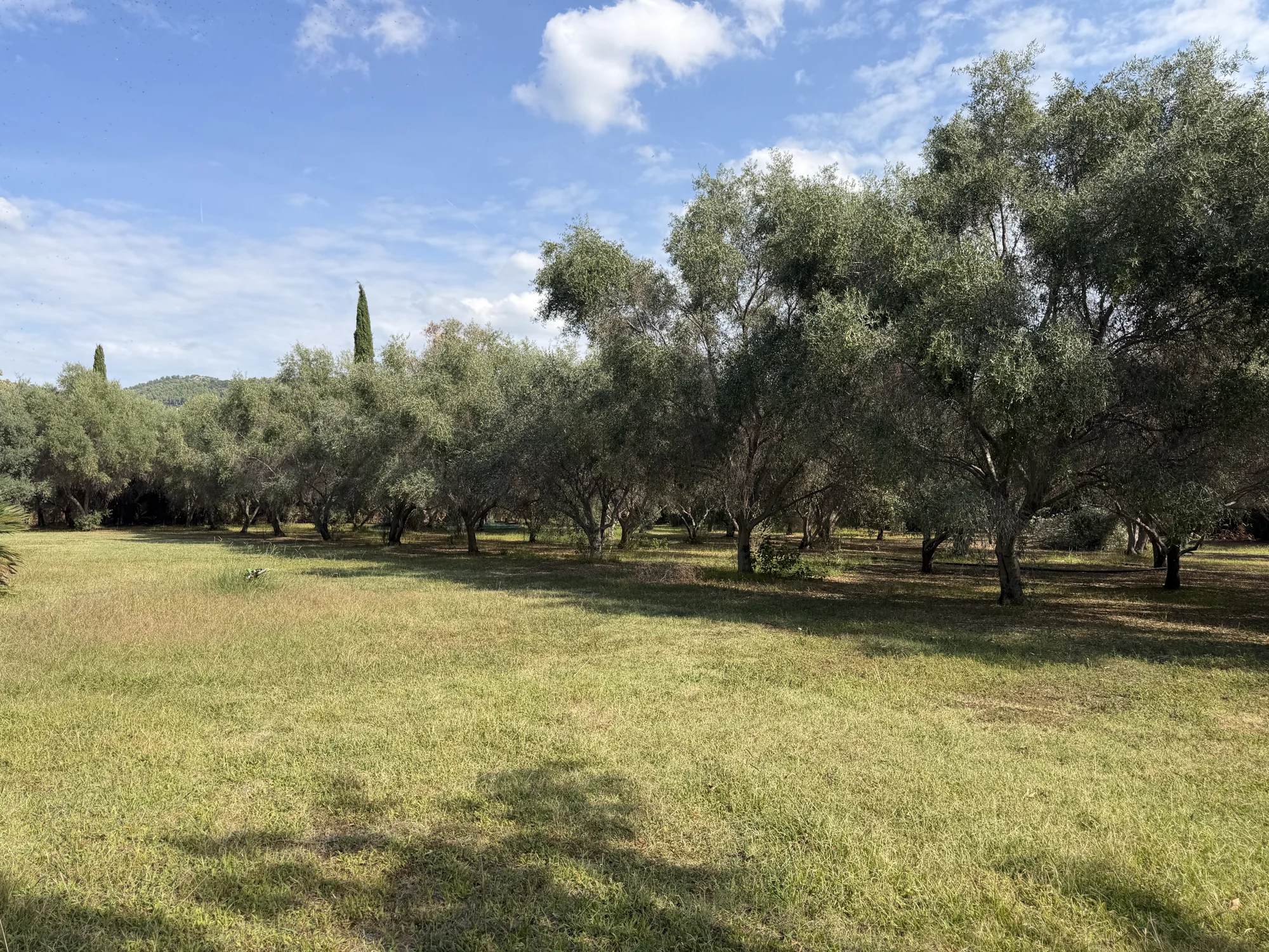 L’oliveraie du Clos Altana, photographiée à Ollioules